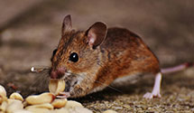 Find Exterminators in Accomack County